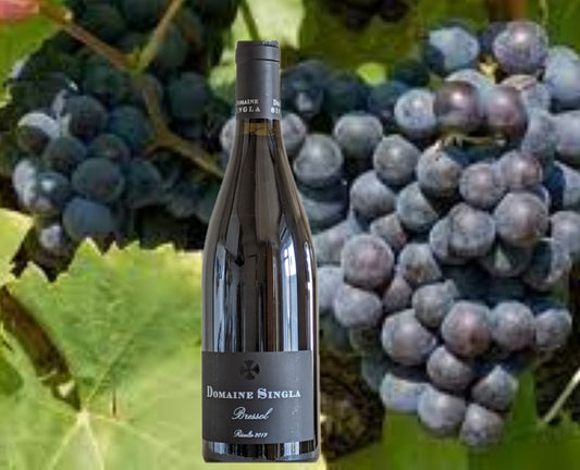 ブレッソルの葡萄の品種「」グルナッシュ/Grenache" grape variety of Bressol