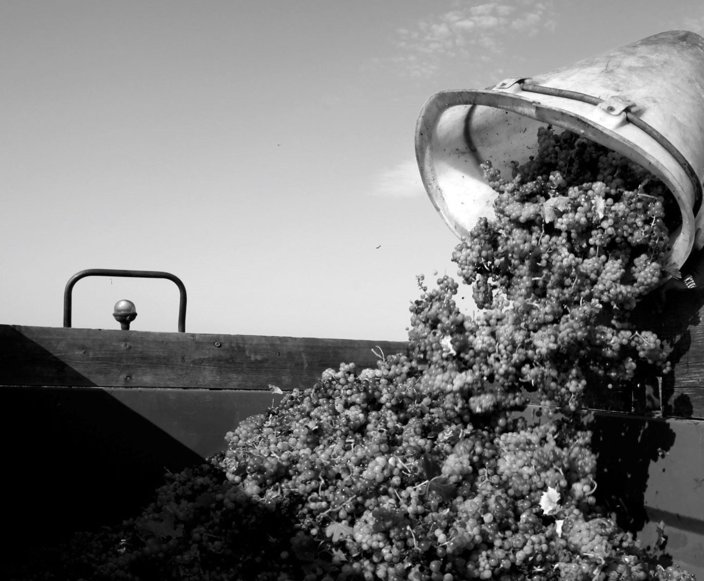 ミシェル・シングラ(赤)創立者の名のワイン