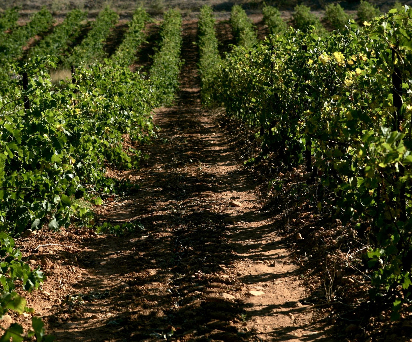 Augost (vin blanc) en coffret cadeau