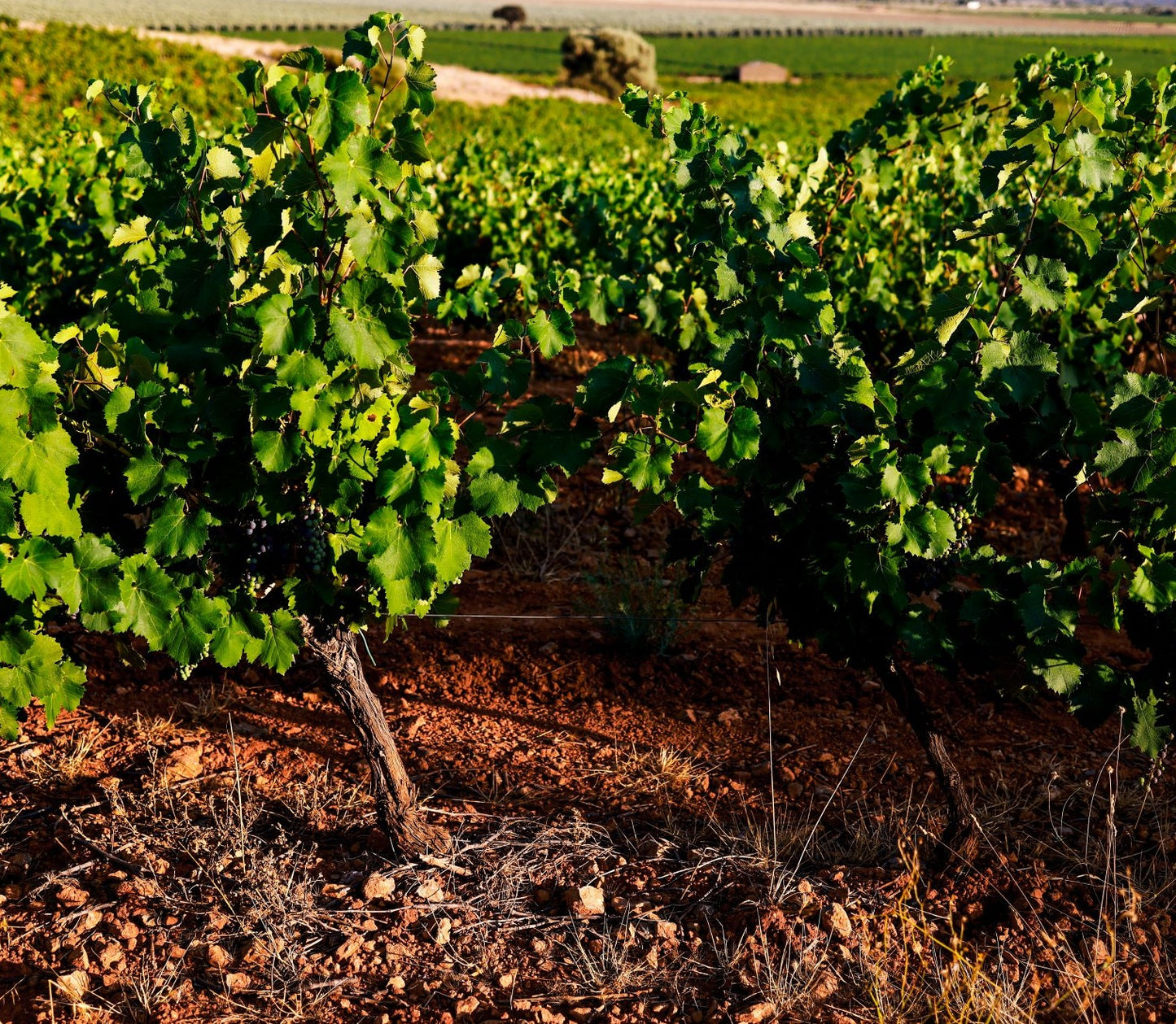 La Carignan (vin rouge)_COFFRET Cadeau inclus