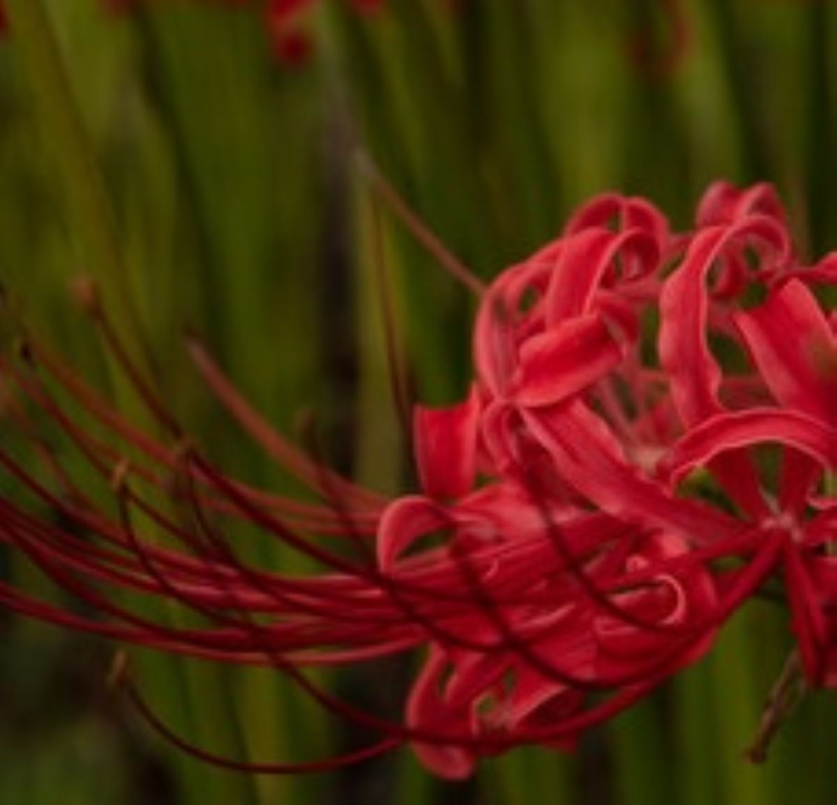 マタロウ(ムールヴェードル赤)