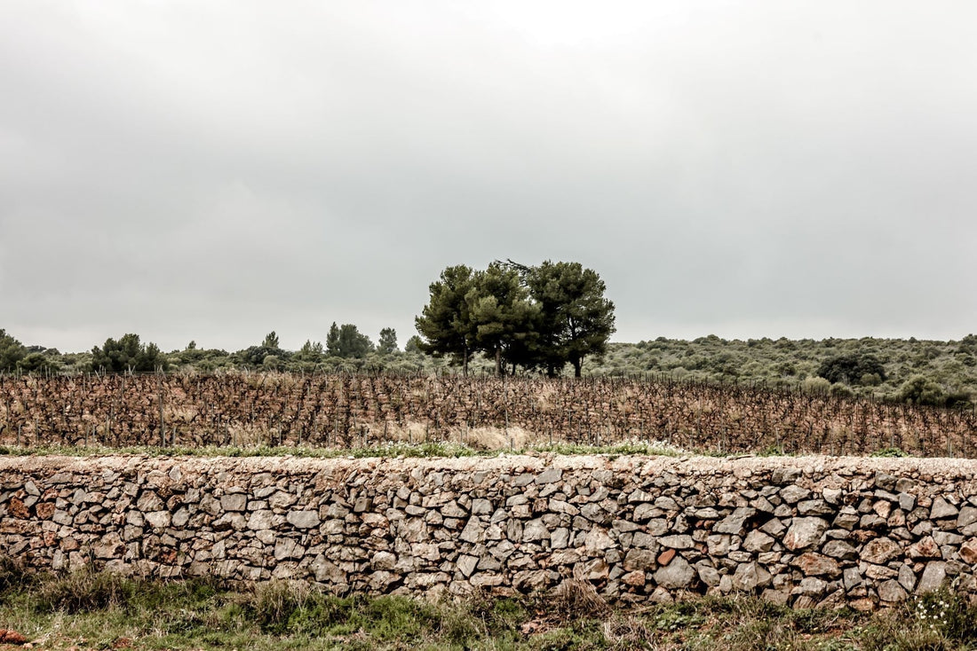 １１月２３日のブログ～今日は勤労感謝の日