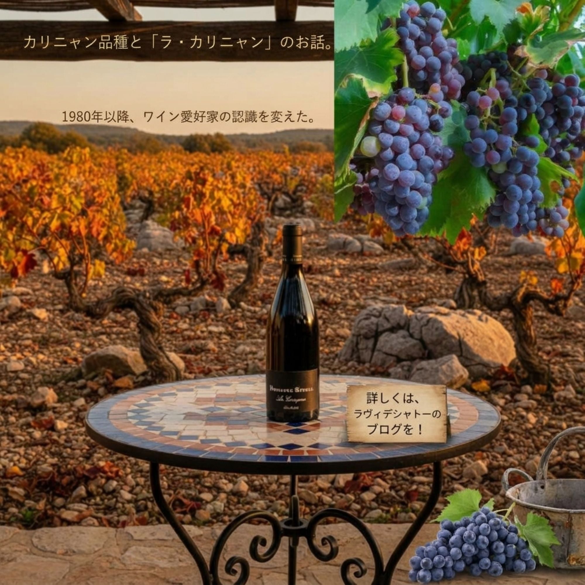 10.31　blog  南仏ブドウ品種 カリニャンのお話と「ラ・カリニャン」のお話｜ラヴィデシャトー