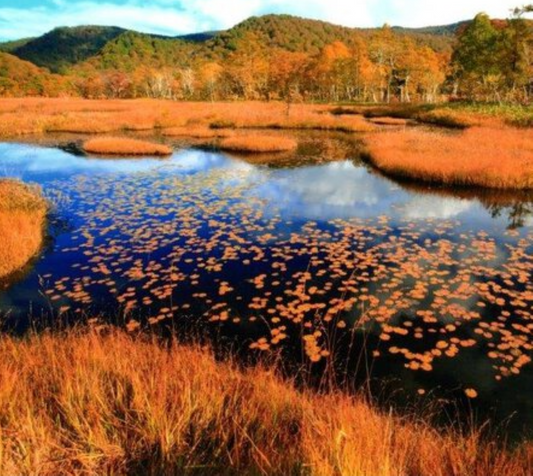 9月21日のブログ～番外編ー秋の休日に行きたい紅葉スポット続編