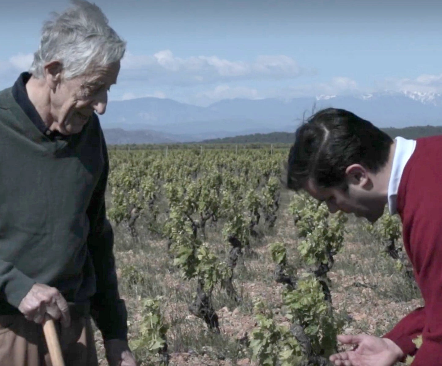 Mataro (vin rouge à l'arôme sauvage)